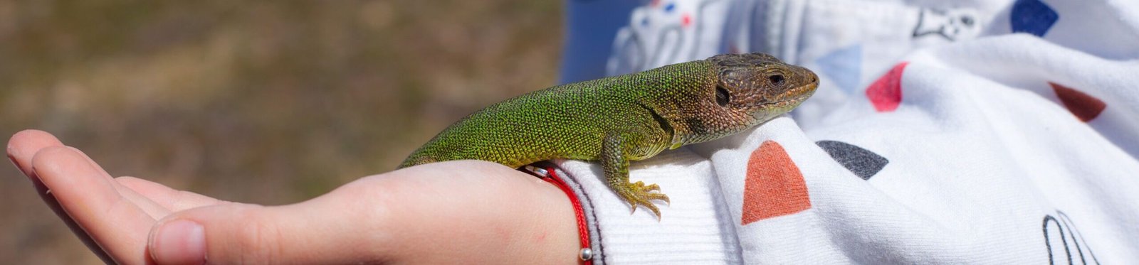 A green lizard peacefully perched on a child's hand in a casual outdoor setting.