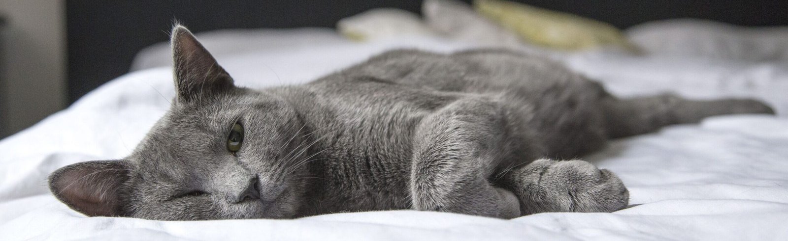 A gray cat peacefully resting on a bed in a cozy indoor setting. Perfect depiction of relaxation.
