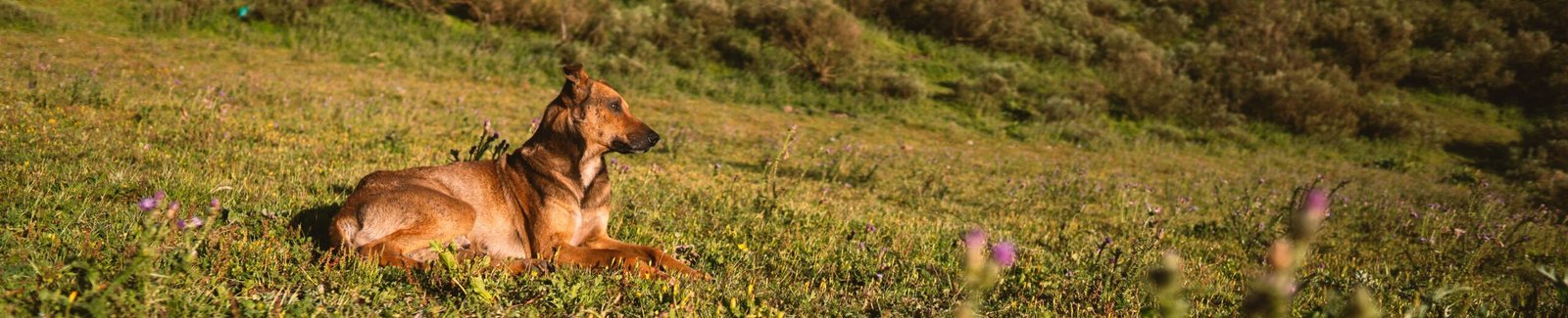 A calm dog lies in a sunny, lush field against a scenic hillside under a clear blue sky.